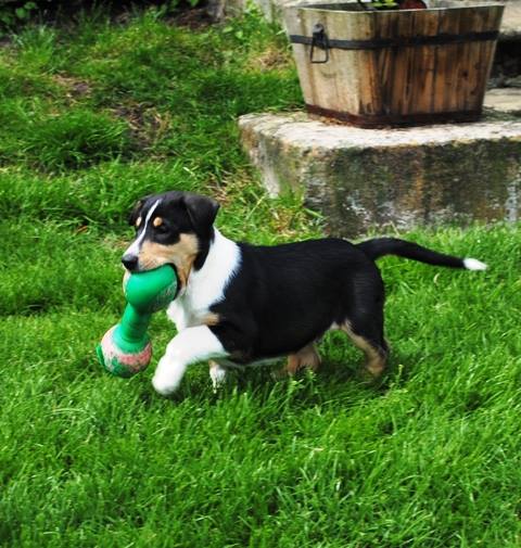 smooth collie pup