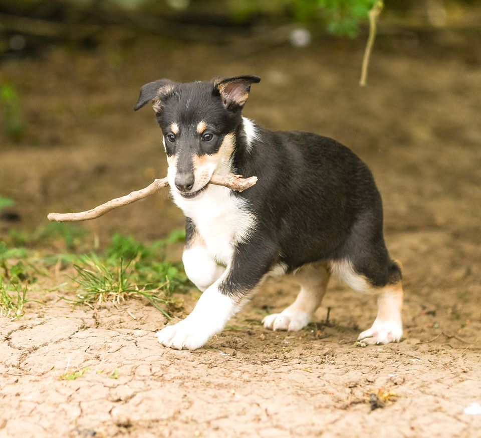 smooth collie puppy