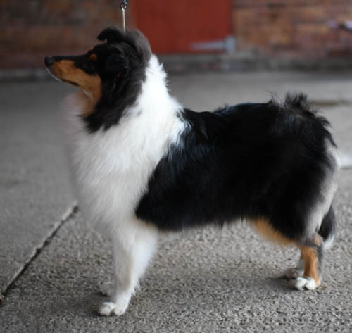 rough collie