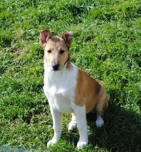 smooth collie puppy