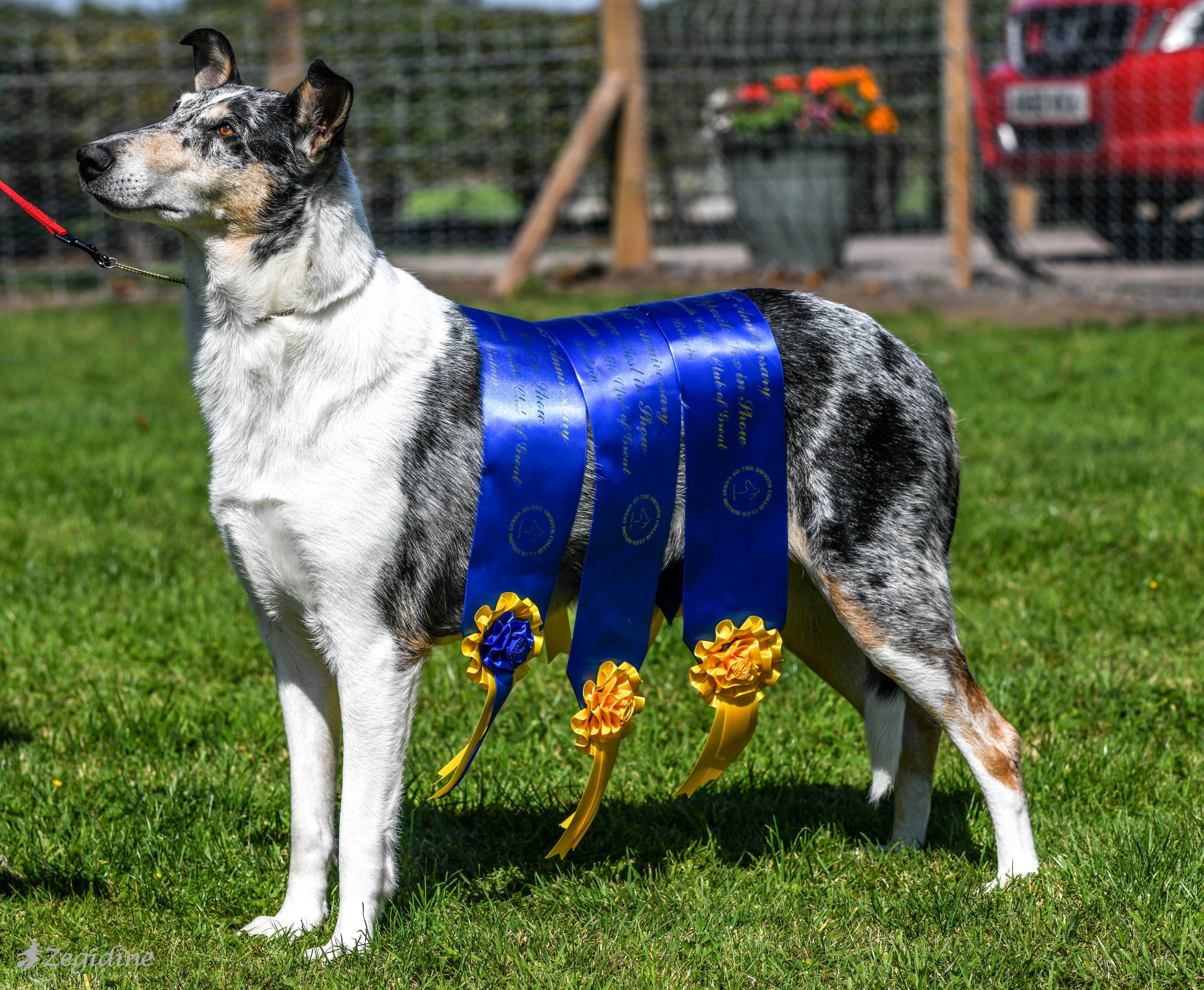 smooth collie