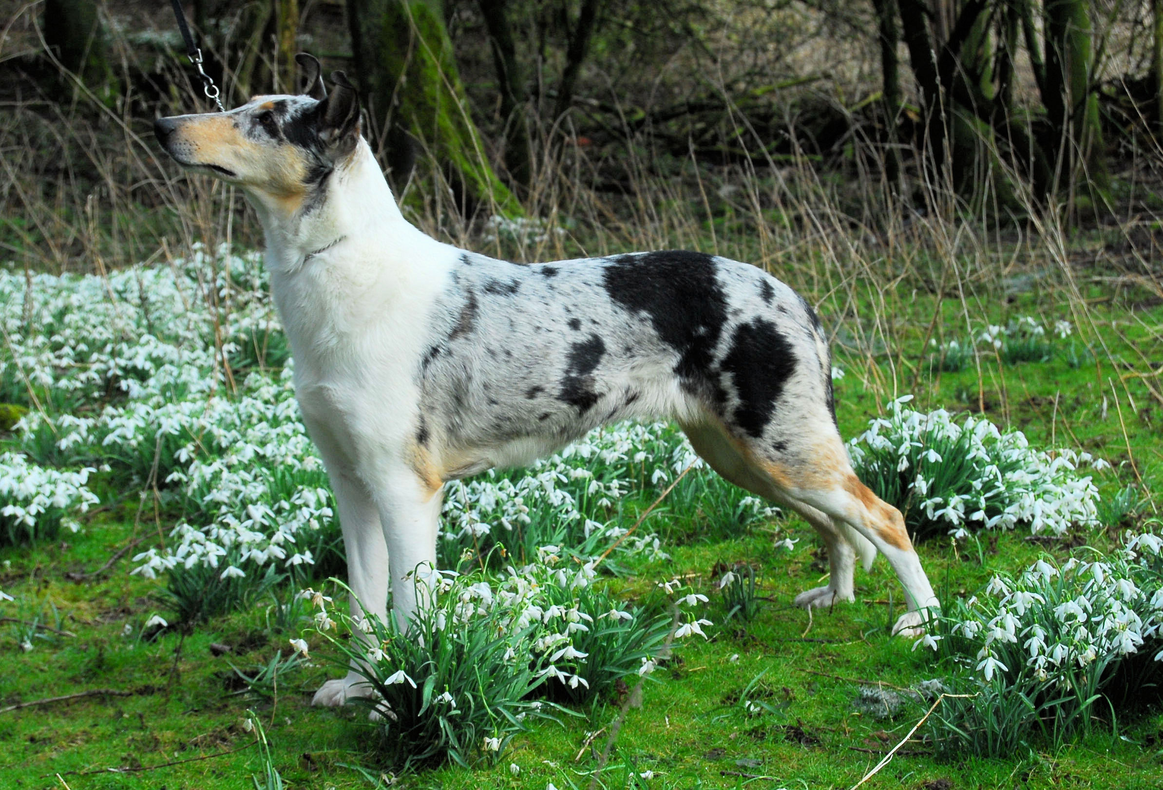 smooth collie in snowdrops