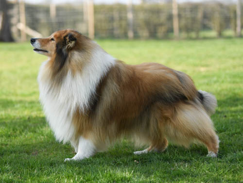 rough collie tommy