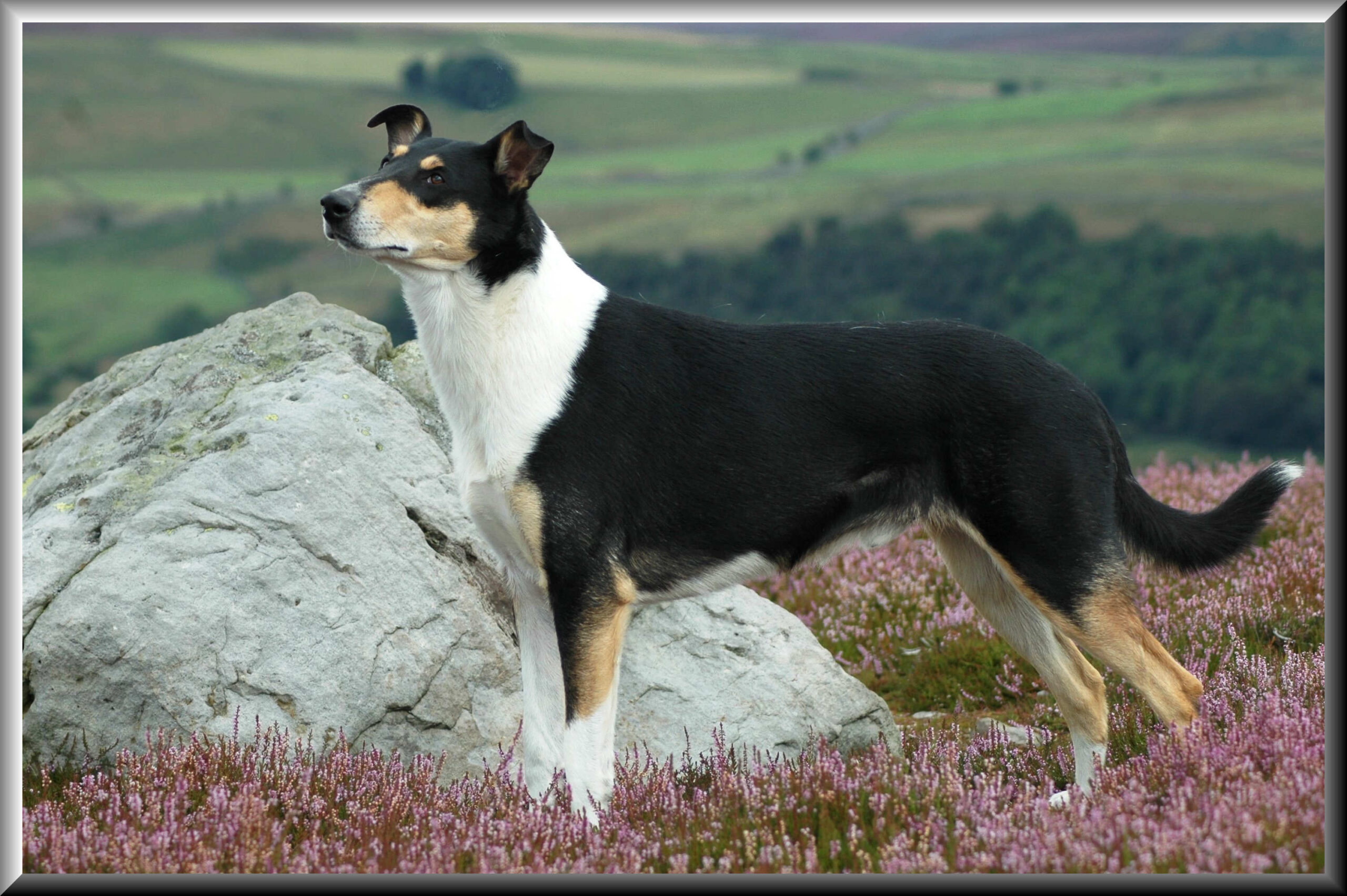 our champion smooth collie sheldon