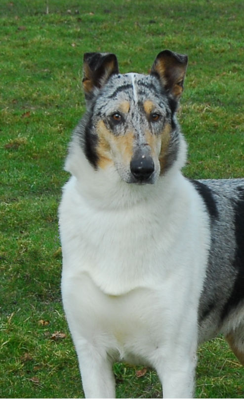 Harry our smooth collie