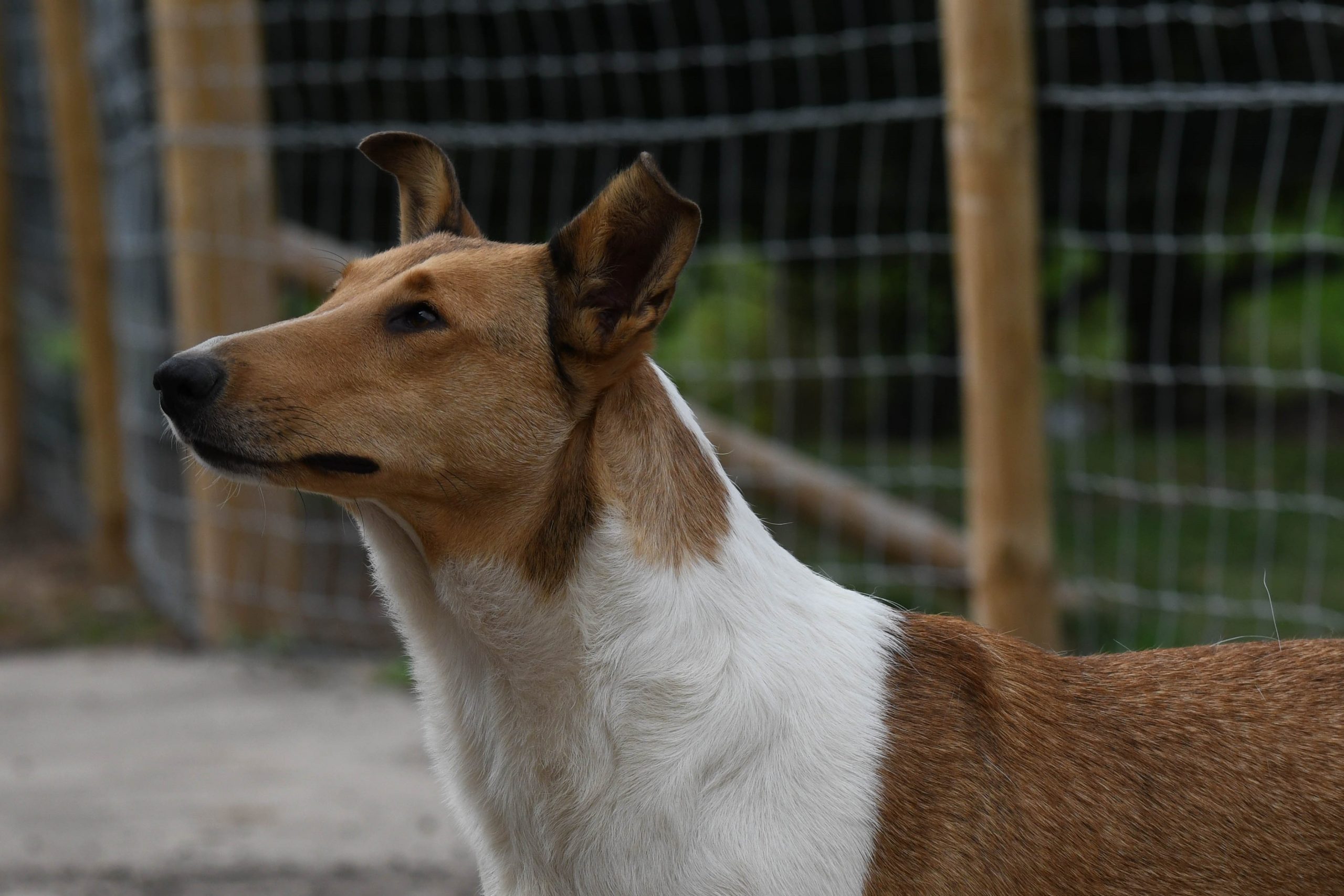 smooth collie headshot