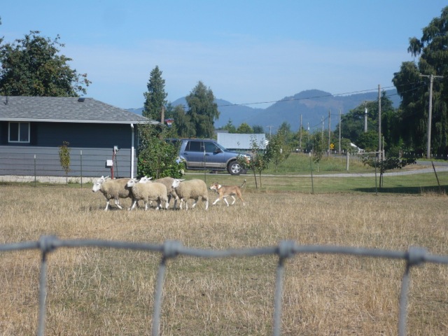 smooth collie in USA