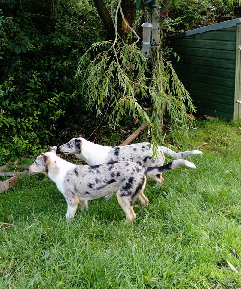 smooth collie pups