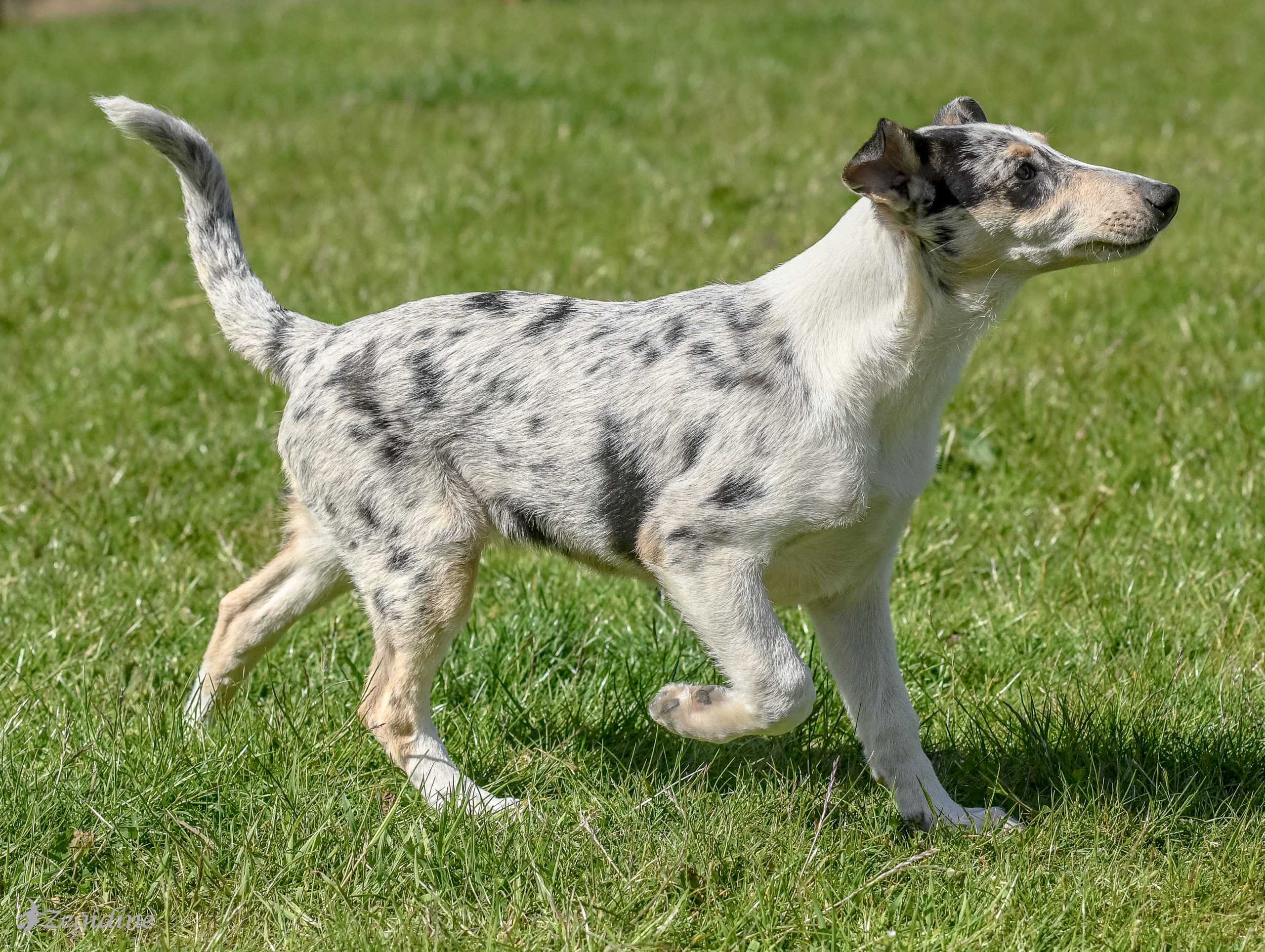 smooth collie puppy