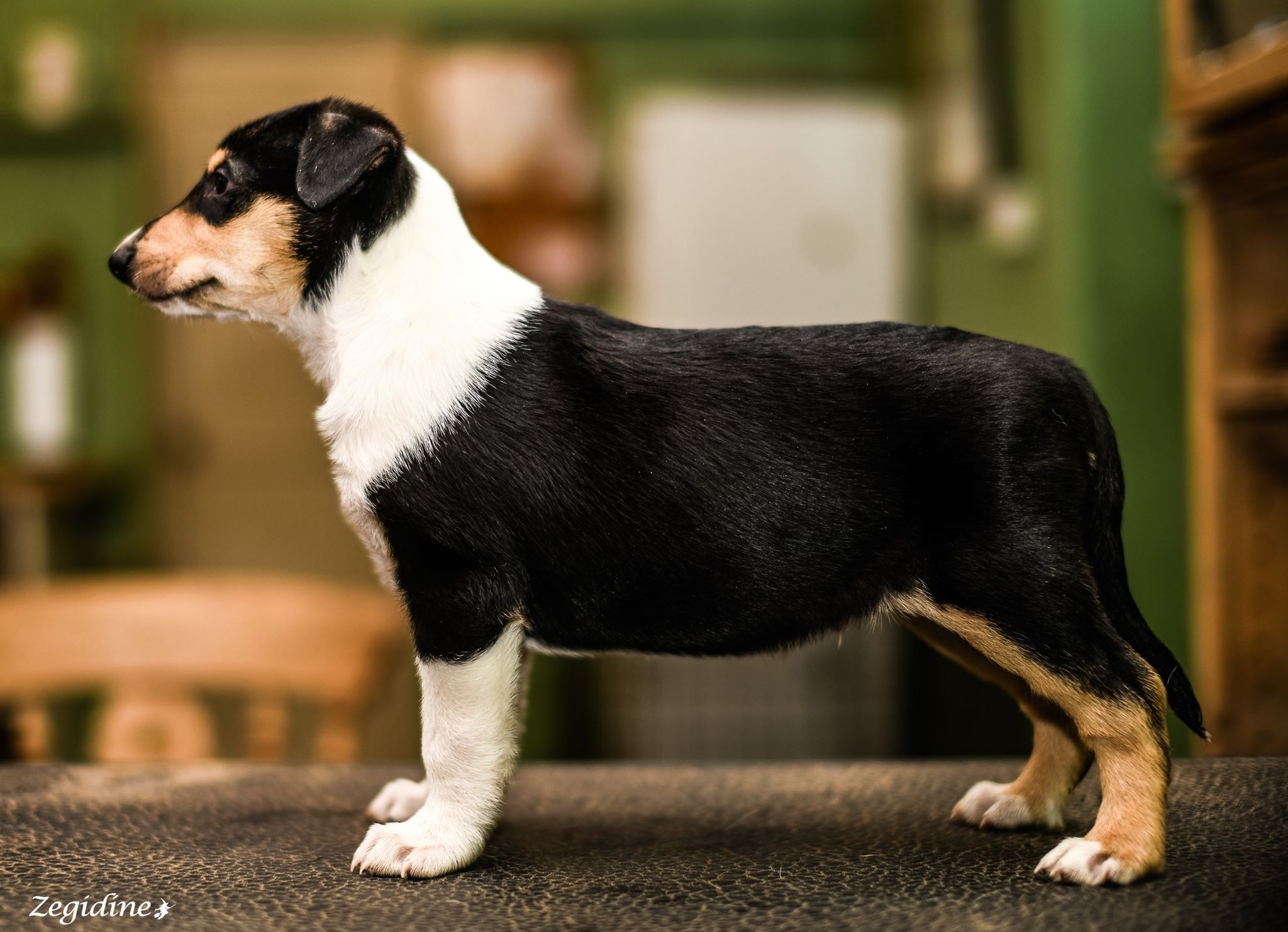 smooth collie puppy