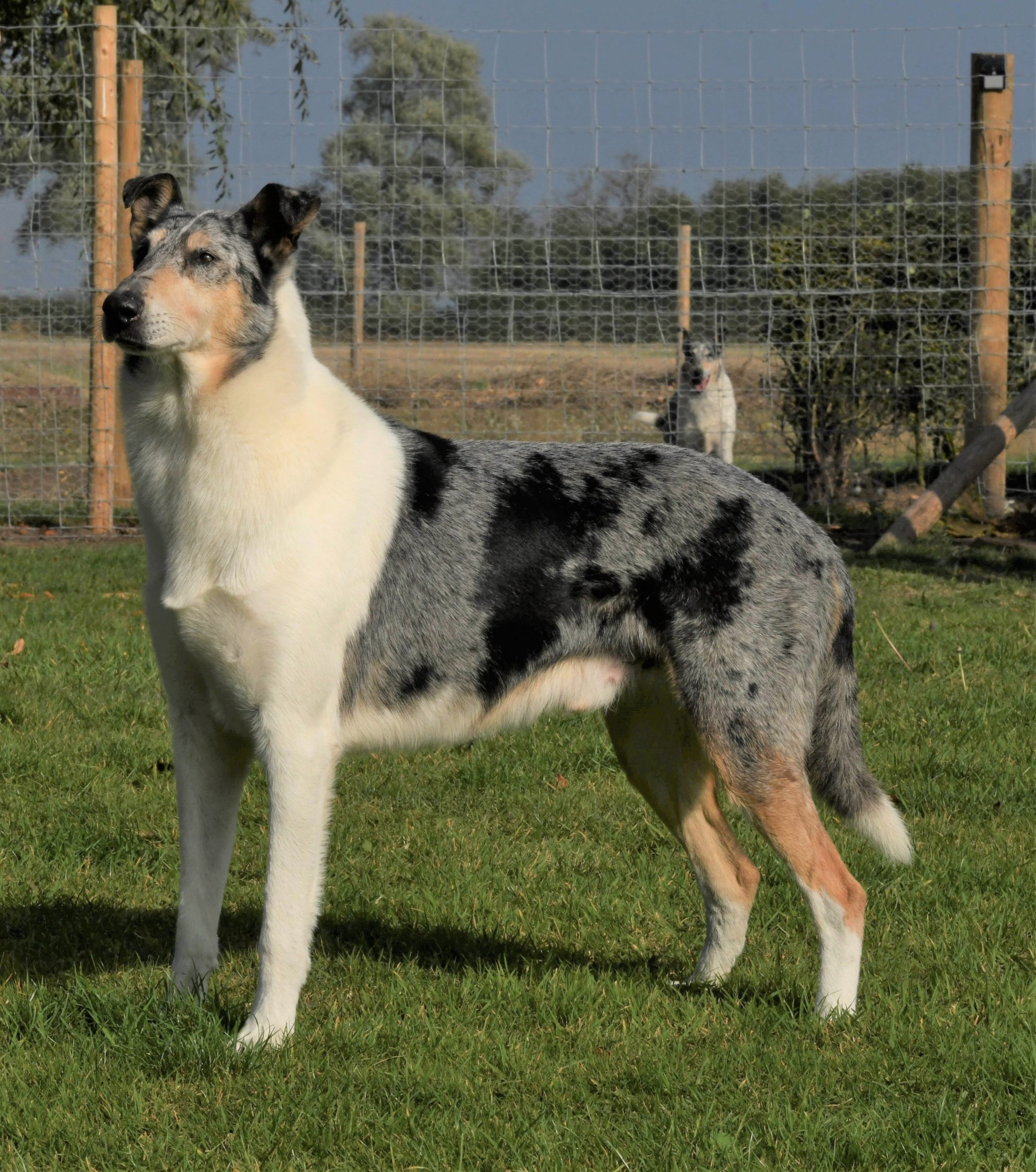 smooth collie