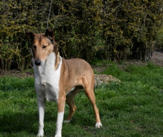 our smooth collie Jamie