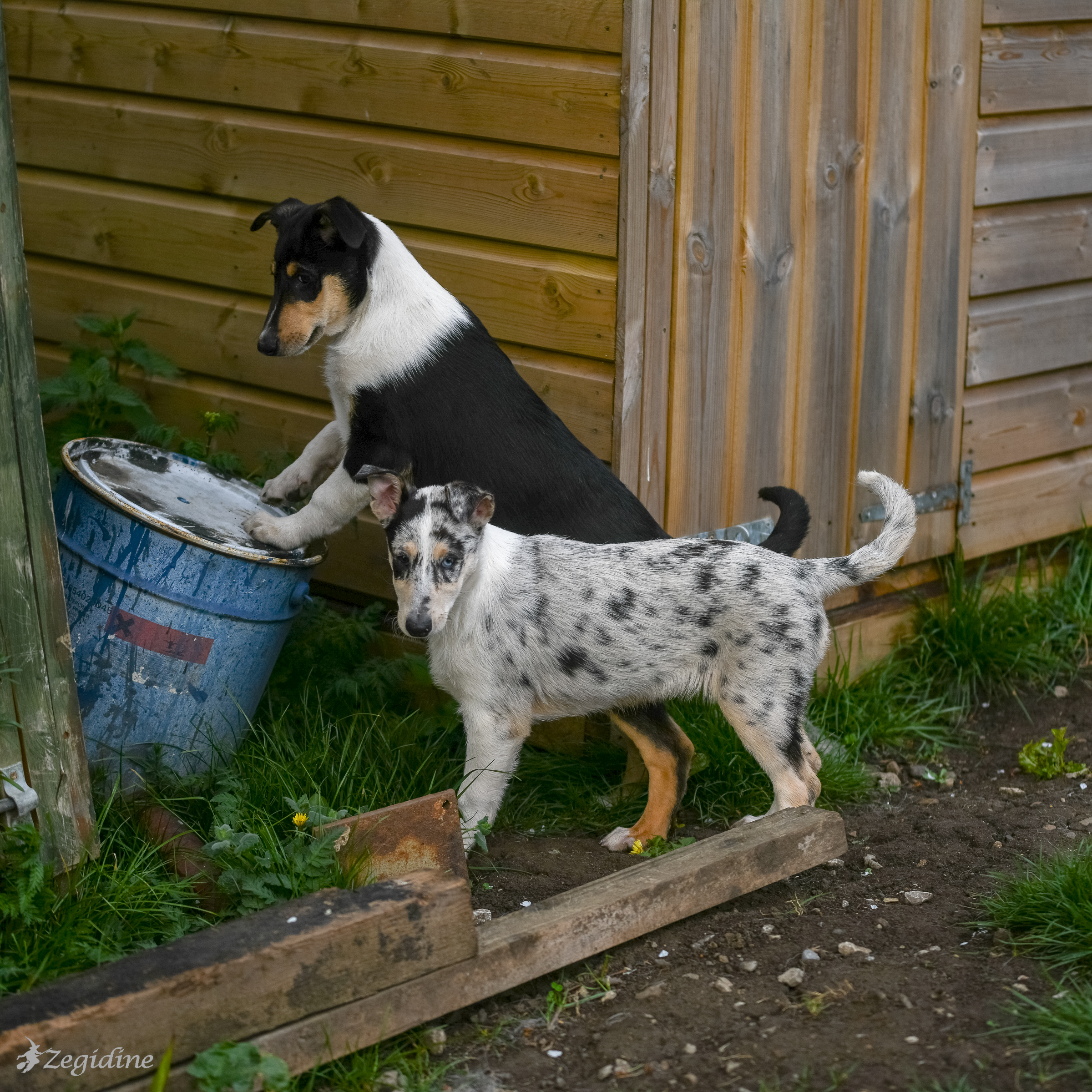 smooth collie pups