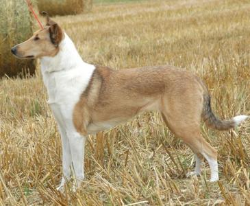 smooth collie