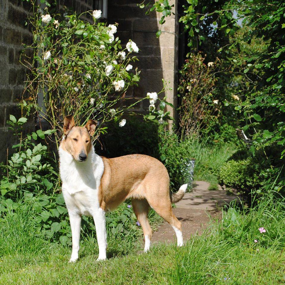 smooth collie