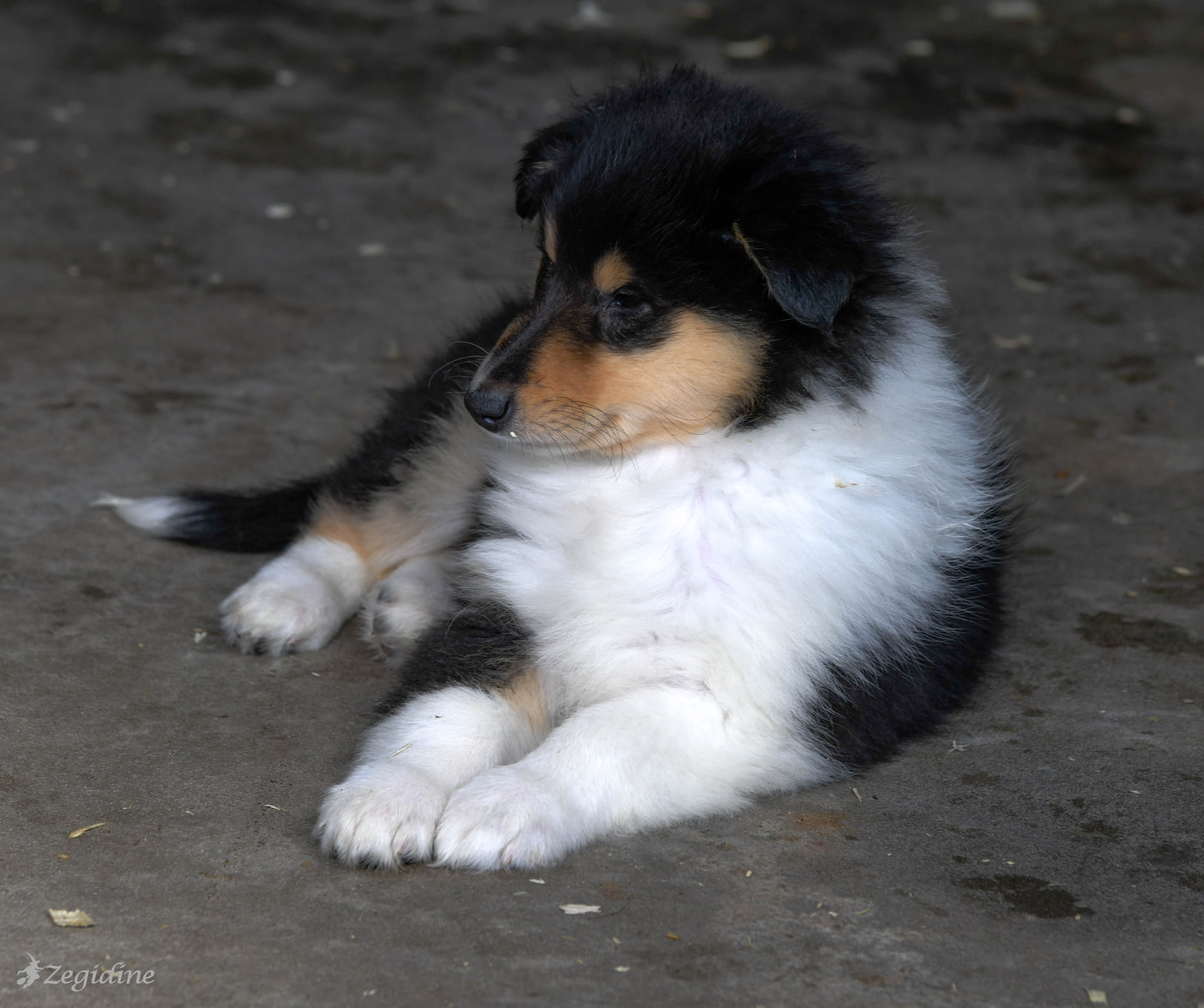 rough collie pup