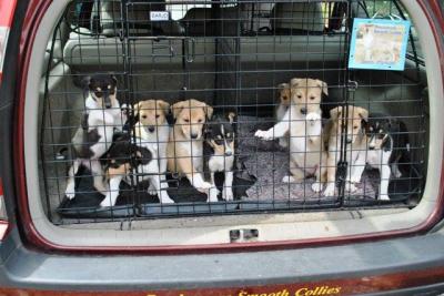 smooth collie pups in car