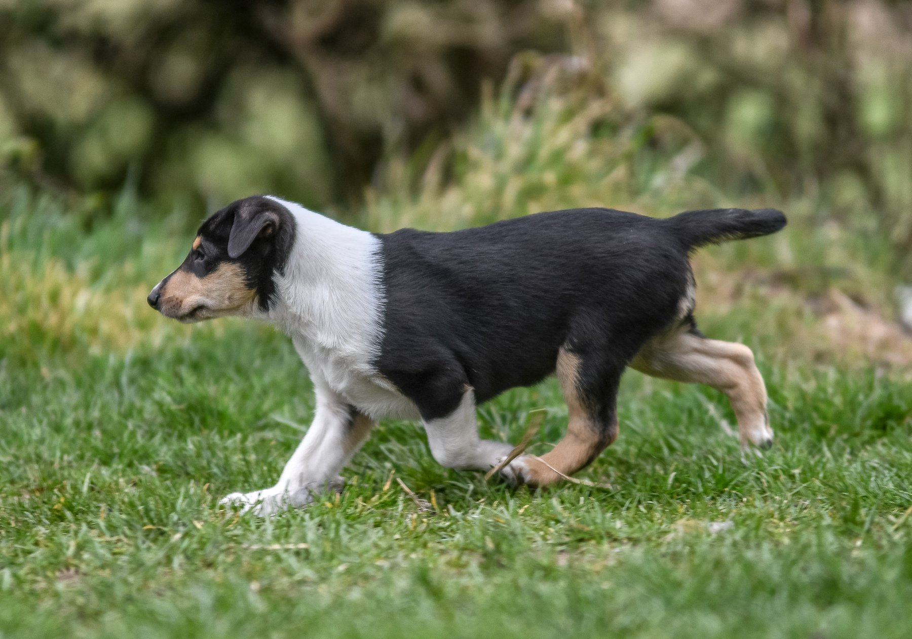 smooth collie pup