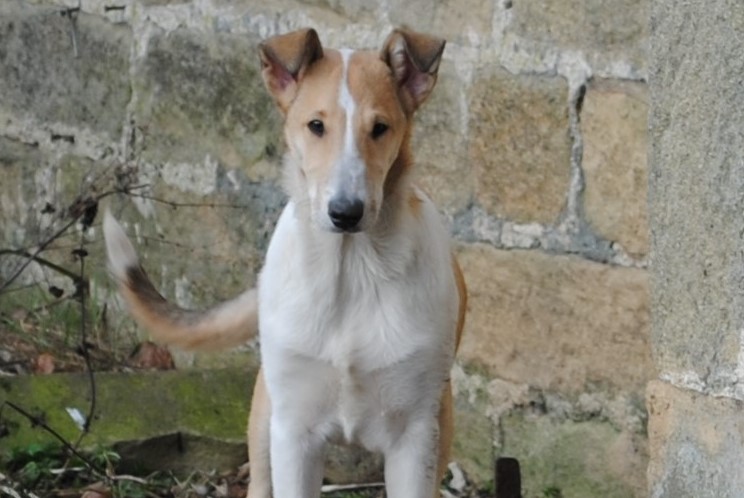 smooth collie pup