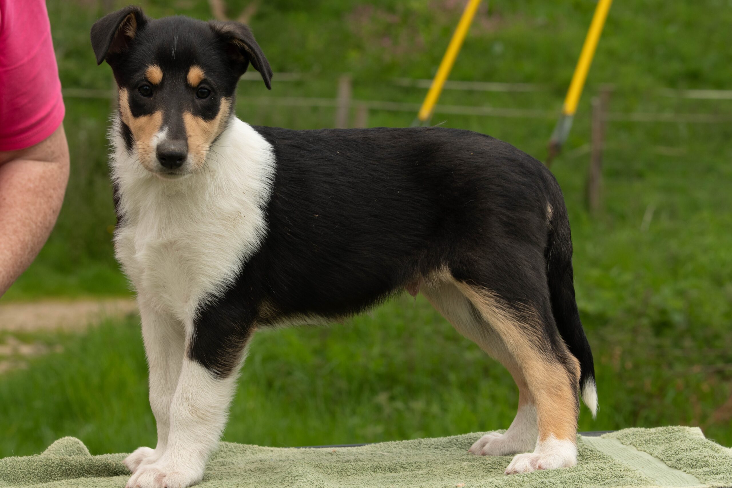 smooth collie pup alfie