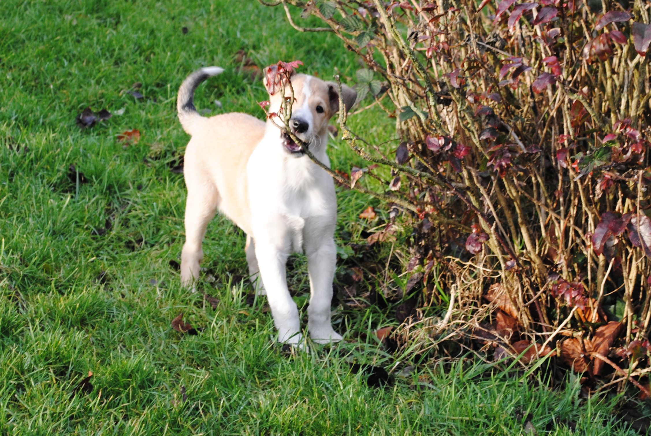 smooth collie pup