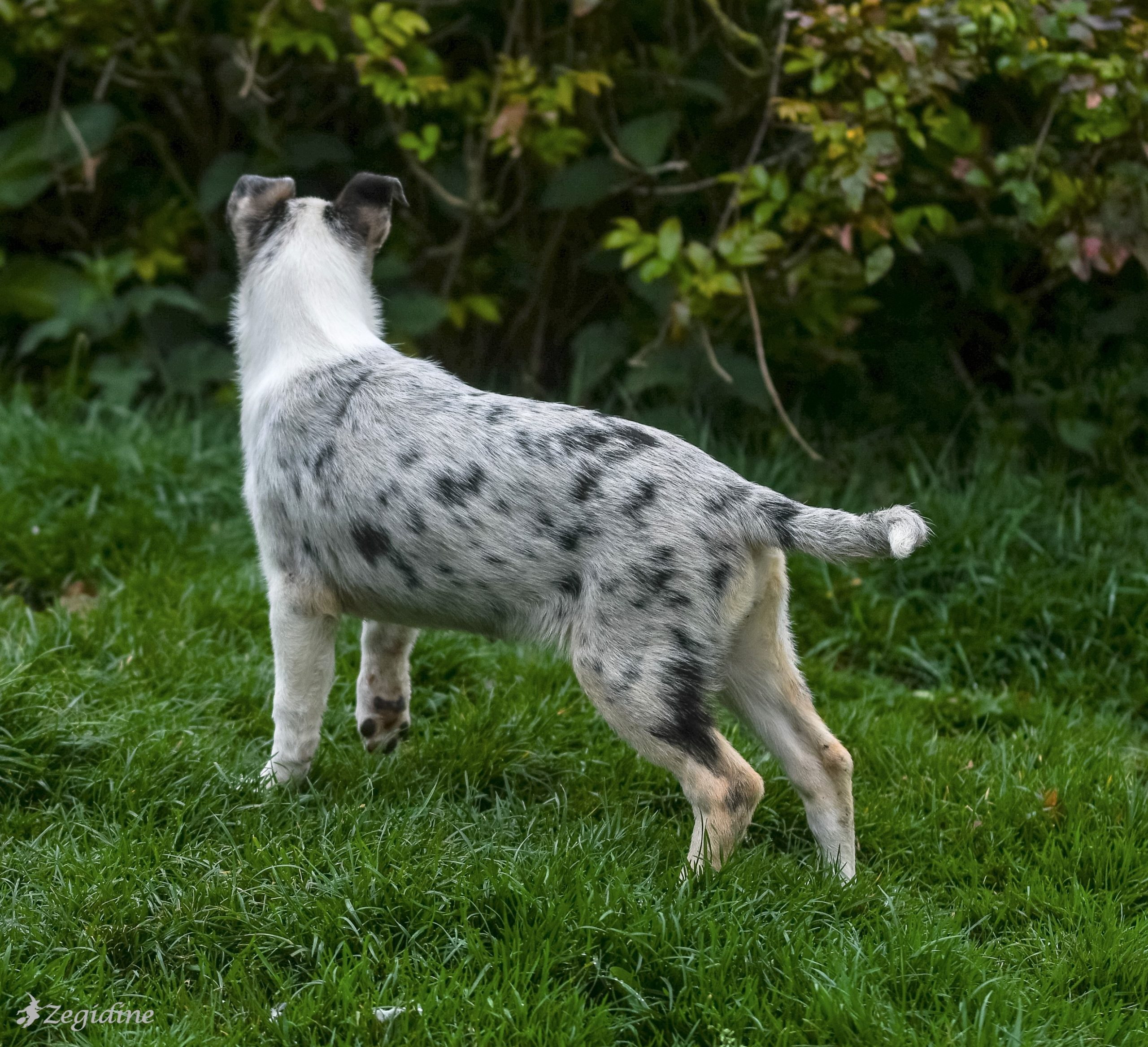 smooth collie pup