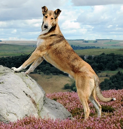 smooth collie on moors