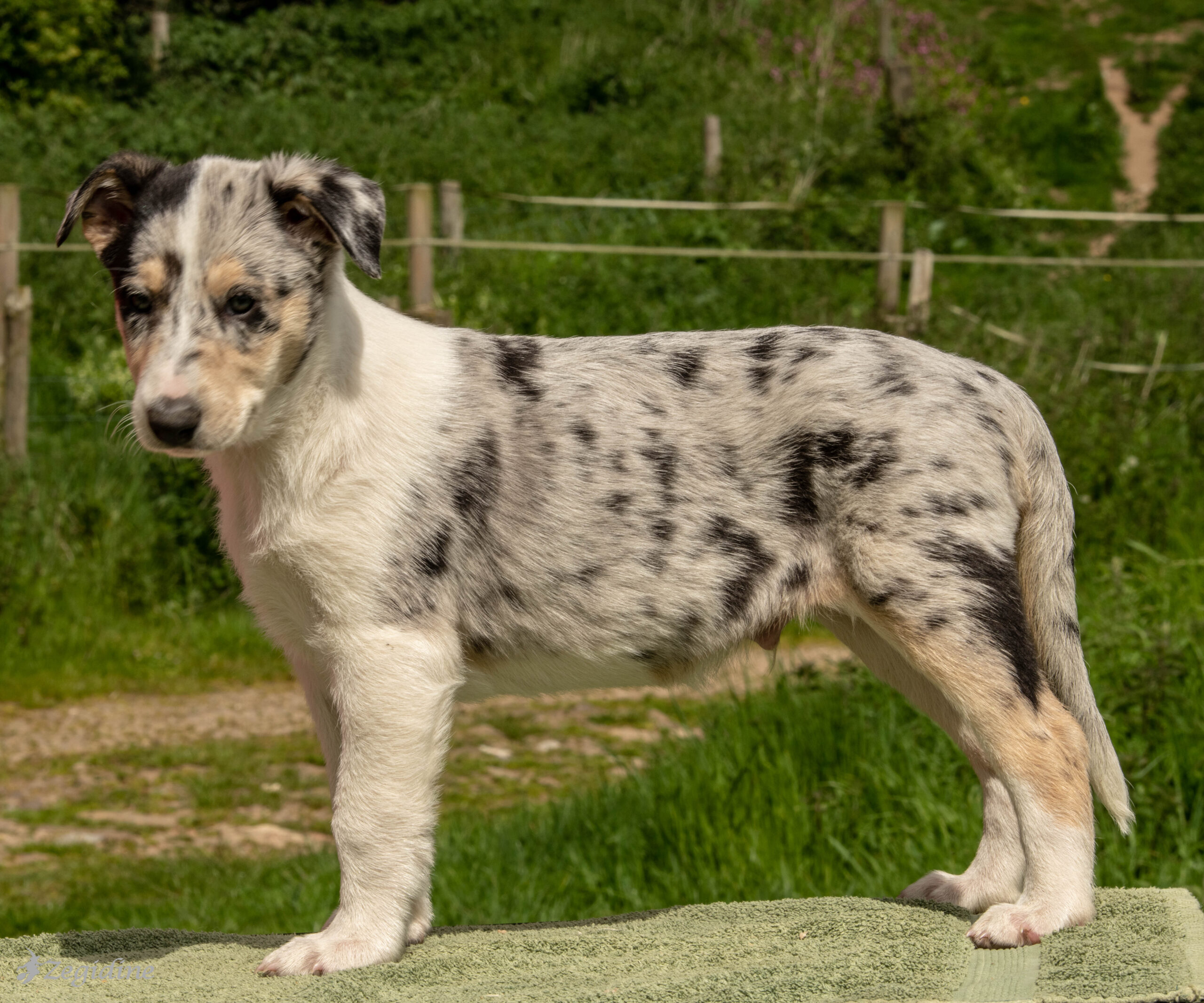 smooth collie pup