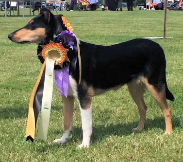 smooth collie puppy