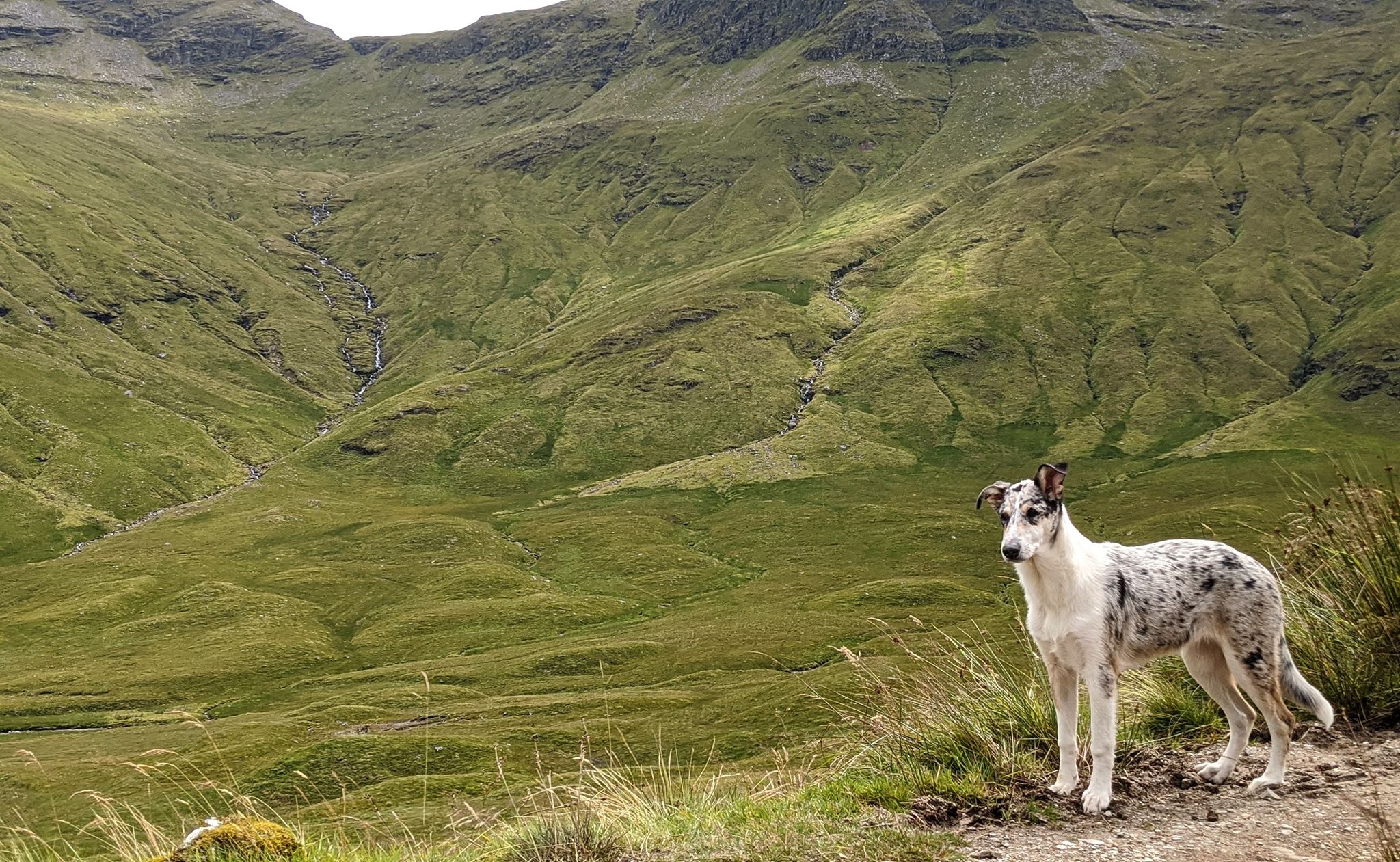 smooth collie pup