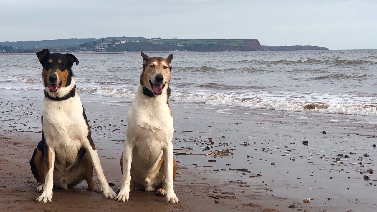 smooth collies buddy and bertie