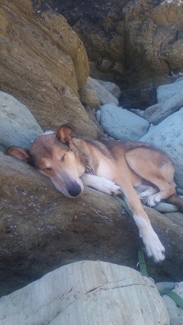 smooth collie sleeping