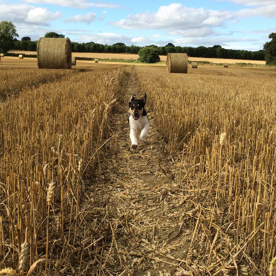 smooth collie pup in field